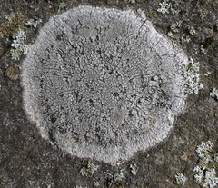 Circinaria caesiocinerea