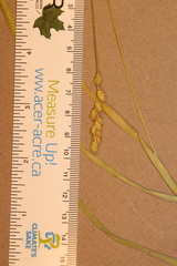 Carex tenera