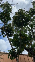 Heptapleurum actinophyllum