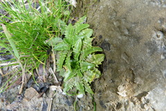 Plantago triandra