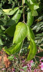 Fridericia patellifera