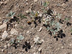 Pediomelum megalanthum