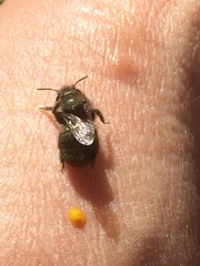 Osmia lignaria propinqua