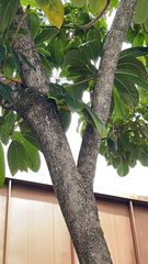 Heptapleurum actinophyllum