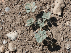 Pediomelum megalanthum