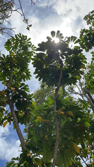 Heptapleurum actinophyllum