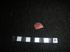 Septifer bilocularis
