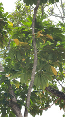 Heptapleurum actinophyllum