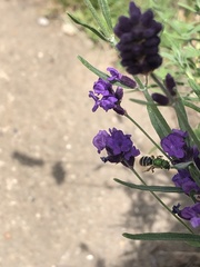 Agapostemon virescens