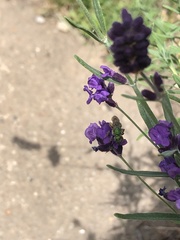 Agapostemon virescens