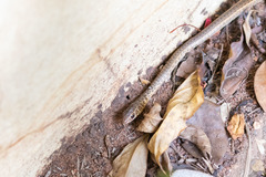Psammophis sibilans