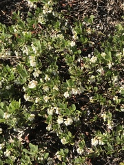 Arctostaphylos nevadensis