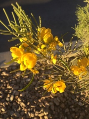 Senna