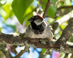 Passer domesticus