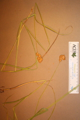 Carex scoparia