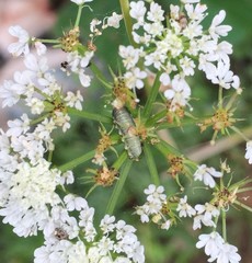 Insecta