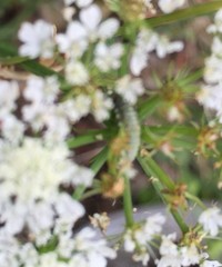 Insecta