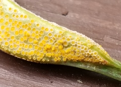 Puccinia sambuci