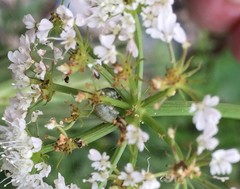 Insecta