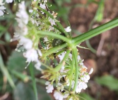 Insecta