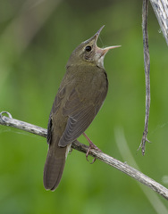 River Warbler photo 3