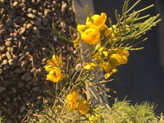 Senna