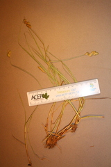 Carex scoparia