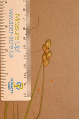 Carex scoparia