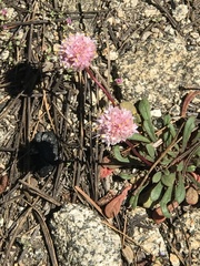 Calyptridium monospermum