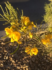 Senna