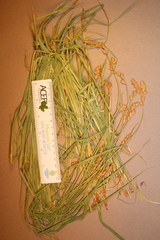 Carex projecta