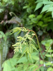 Aruncus