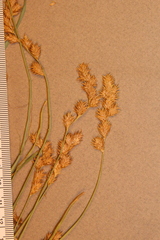Carex projecta