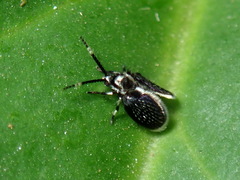 Trichomyia