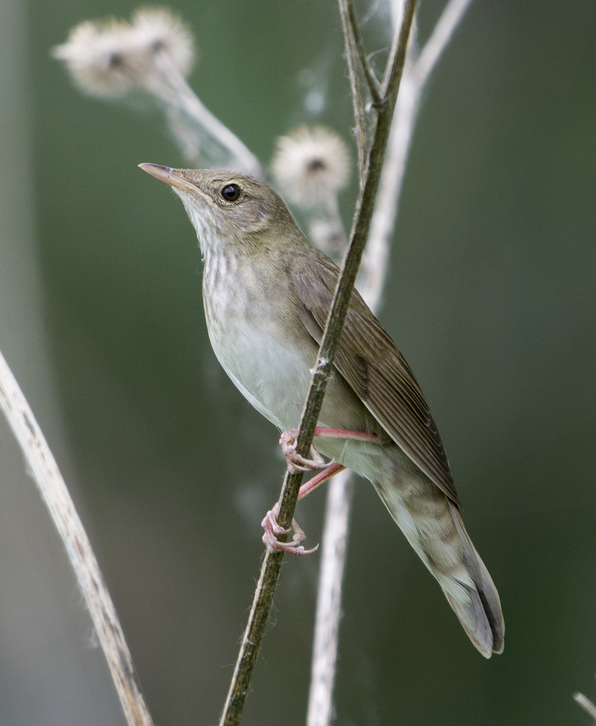 River warbler
