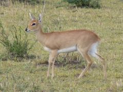 Raphicerus campestris neumanni