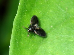 Trichomyia