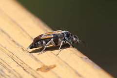Glipa hilaris