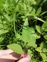 Xanthium orientale riparium