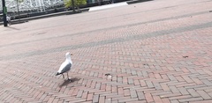 Larus argentatus