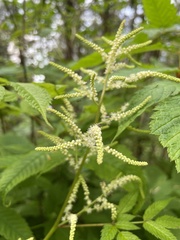 Aruncus