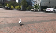 Larus argentatus