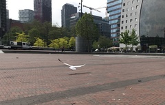 Larus argentatus