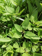 Xanthium orientale riparium