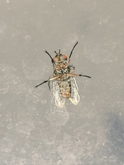 Sarcophagidae