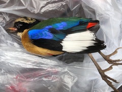 Pitta moluccensis