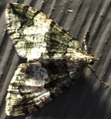 Hydriomena albifasciata