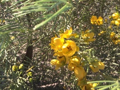 Senna