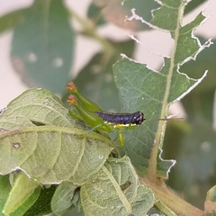 Liebermannacris dorsualis