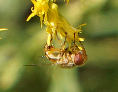 Copestylum sexmaculatum